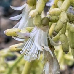 Location: Conservatory, Hidden Lake Gardens, Michigan
Date: 2018-04-13
Rhipsalis cereuscula - all white stamens surround and obscure the