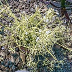 Location: Conservatory, Hidden Lake Gardens, Michigan
Date: 2018-04-13
Not what most people think of as a cactus.  Small white blooms of