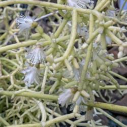 Location: Conservatory, Hidden Lake Gardens, Michigan
Date: 2018-04-13
Rhipsalis cereuscula has delicate blooms that are all white, incl