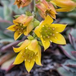 Location: Conservatory, Hidden Lake Gardens, Michigan
Date: 2018-04-13
Echeveria 'Dondo' blooms express a charming range of yellow, apri