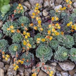 Location: Conservatory, Hidden Lake Gardens, Michigan
Date: 2018-04-13
A patch of Echeveria 'Dondo' in bloom is a lovely sight.