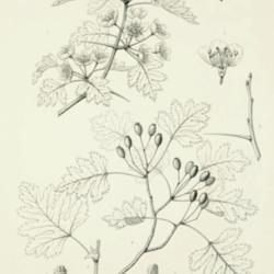 
Date: c. 1892
illustration [as C. apiifolia] by C. E. Faxon from Sargent's 'Sil