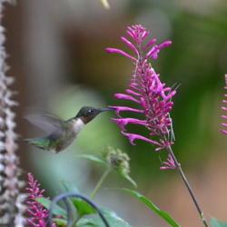 Location: Winter Springs, FL zone 9b
Date: 2021-02-10
Winter through Spring blooms attract hummingbirds/butterflies