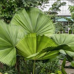 Location: Conservatory, Matthaei Botanical Gardens, Ann Arbor
Date: 2018-11-21
Licuala grandis is a source of endless appeal with the shapes, pa