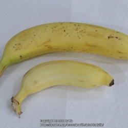 Location: Sebastian,  Florida
Date: 2021-02-24
7 inch long Cavendish Banana and 4 inch long Manzano Banana