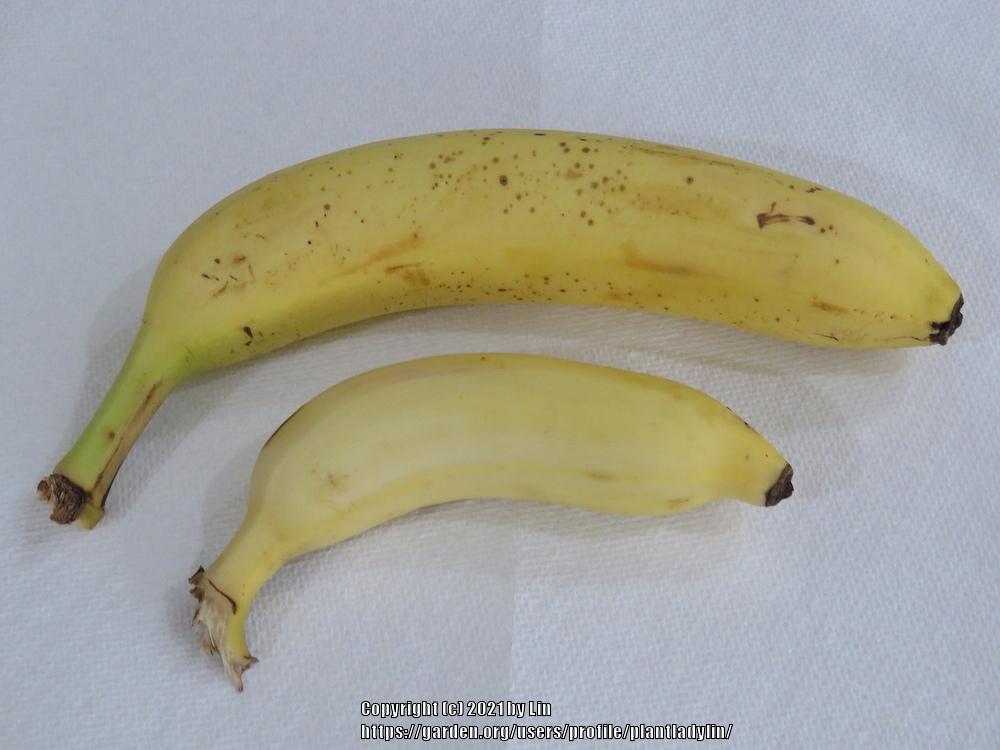 Photo of Bananas (Musa) uploaded by plantladylin