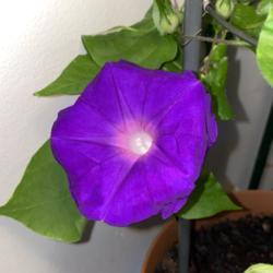 Location: Wilmington, Delaware USA
Date: 2/25/2021
Purple Thursday 💜💜💜 Indoors-grown Morning Glory