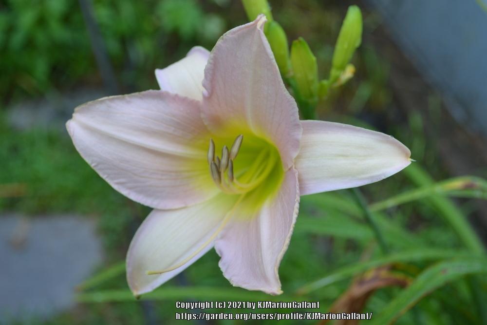 Photo of Daylily (Hemerocallis 'Catherine Woodbery') uploaded by KJMarionGallant