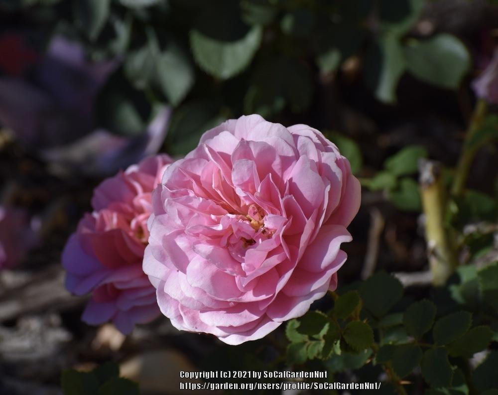 Photo of Rose (Rosa 'Princess Alexandra of Kent') uploaded by SoCalGardenNut