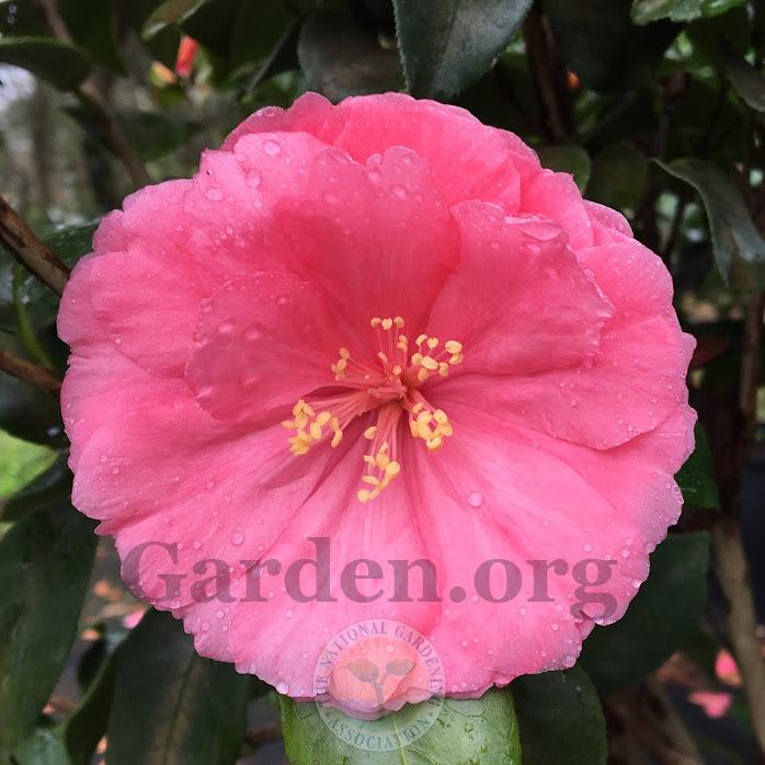 Photo of Camellias (Camellia) uploaded by BlueOddish