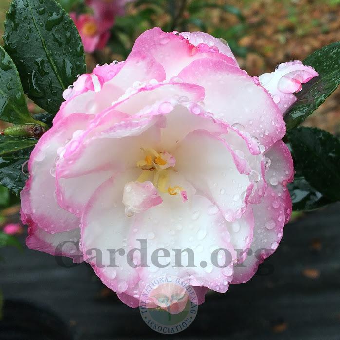Photo of Sasanqua Camellia (Camellia sasanqua 'Leslie Ann') uploaded by BlueOddish