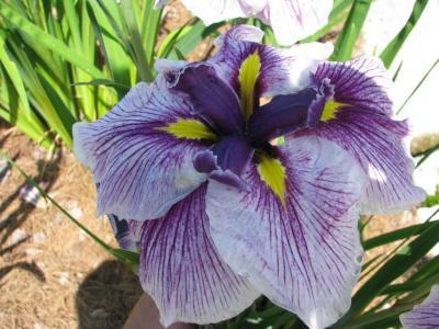 Photo of Japanese Iris (Iris ensata 'Flashing Koi') uploaded by Joy