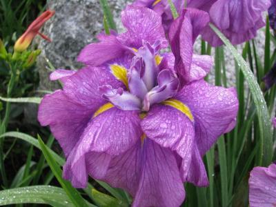 Photo of Japanese Iris (Iris ensata 'Silent Thunder') uploaded by Joy