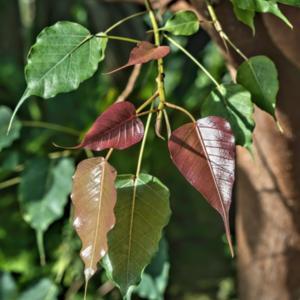 Ficus religiosa - Leaves in transition