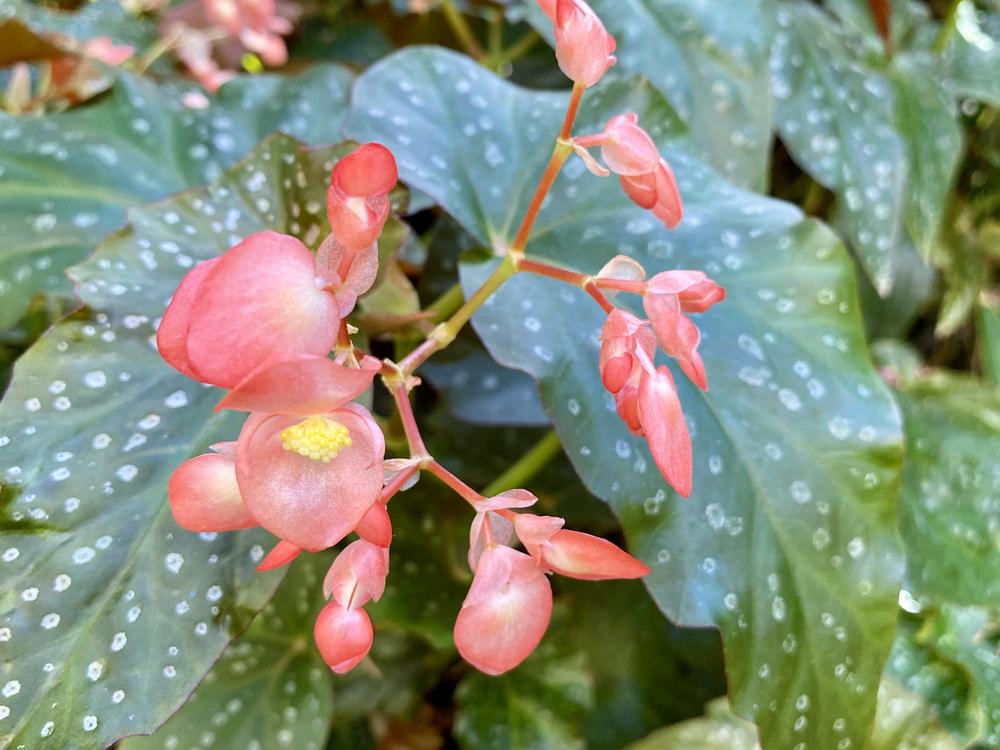 Photo of Begonia 'Coral Sea' uploaded by csandt