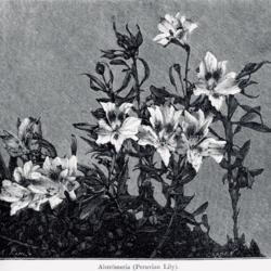 
Date: c. 1900
illustration by A. Kohl from Robinson's 'The English Flower Garde