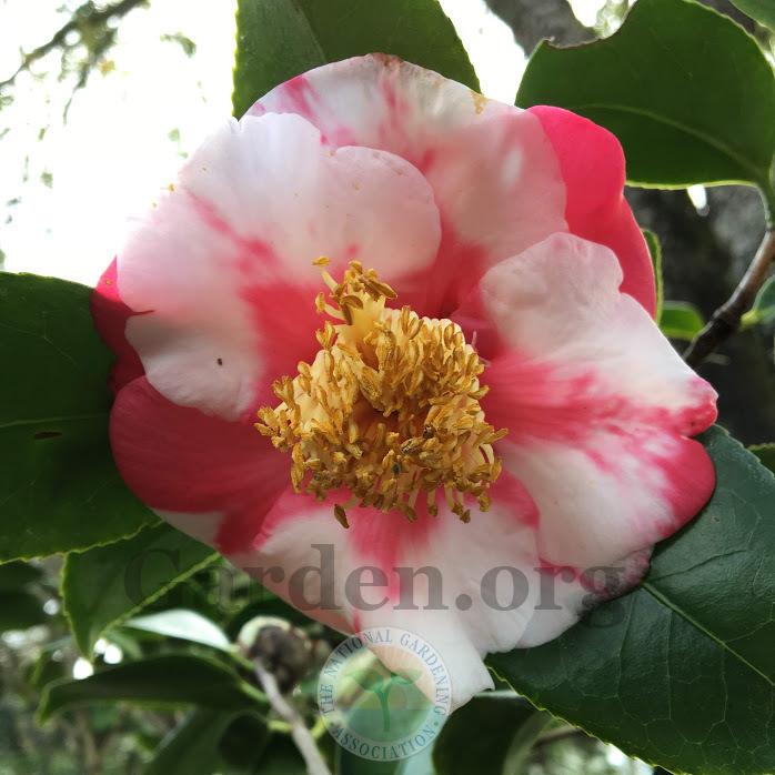 Photo of Camellias (Camellia) uploaded by BlueOddish