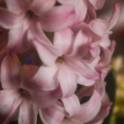 Location: Pennsylvania
Date: 2021-02-26
forced hyacinth blooming indoors in February