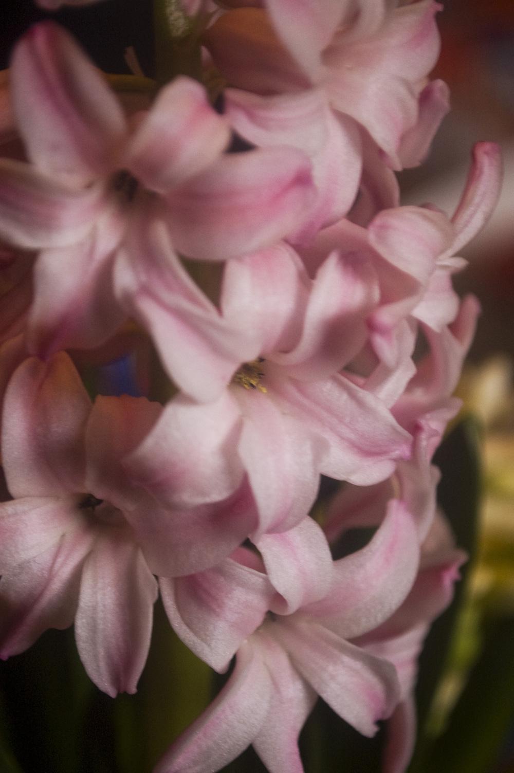 Photo of Hyacinth (Hyacinthus orientalis) uploaded by AudreyDee