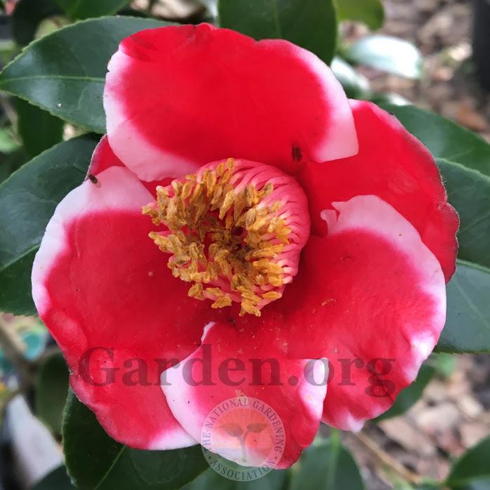 Photo of Camellia (Camellia japonica 'Tama Electra') uploaded by BlueOddish