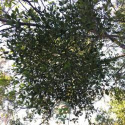 Location: Winter Springs, Florida, United States
Date: 2020-01-05
Looking up into the tree.