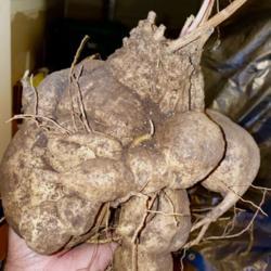 Location: Wilmington, Delaware USA
Date: 2/28/2021
Massive tuber of an 11 year old plant
