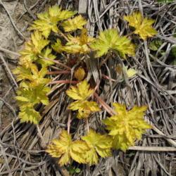 Location: Ontario, Canada
Date: 2014-05-08
Gold leaved seedling
