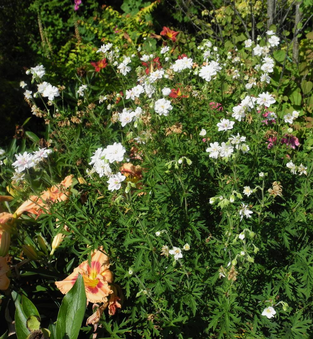 Photo of Hardy Geranium (Geranium pratense 'Double Jewel') uploaded by Vals_Garden