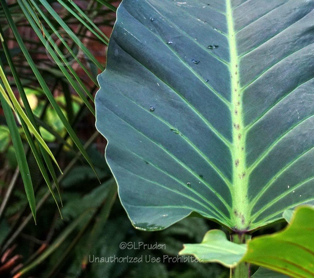 Photo of Philodendron melinonii uploaded by DaylilySLP