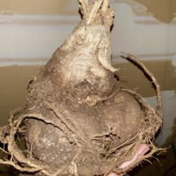Location: Wilmington, Delaware USA
Date: 2/28/2021
Massive tuber of a 5 year old plant