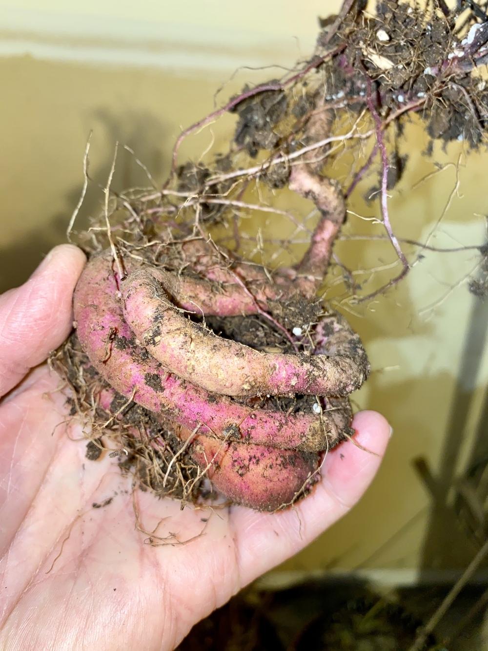 Photo of Ornamental Sweet Potato (Ipomoea batatas 'Blackie') uploaded by Gerris2
