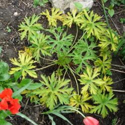 Location: Ontario, Canada
Date: 2005-05-24
Lutescent geranium seedling still lutescent in 2020