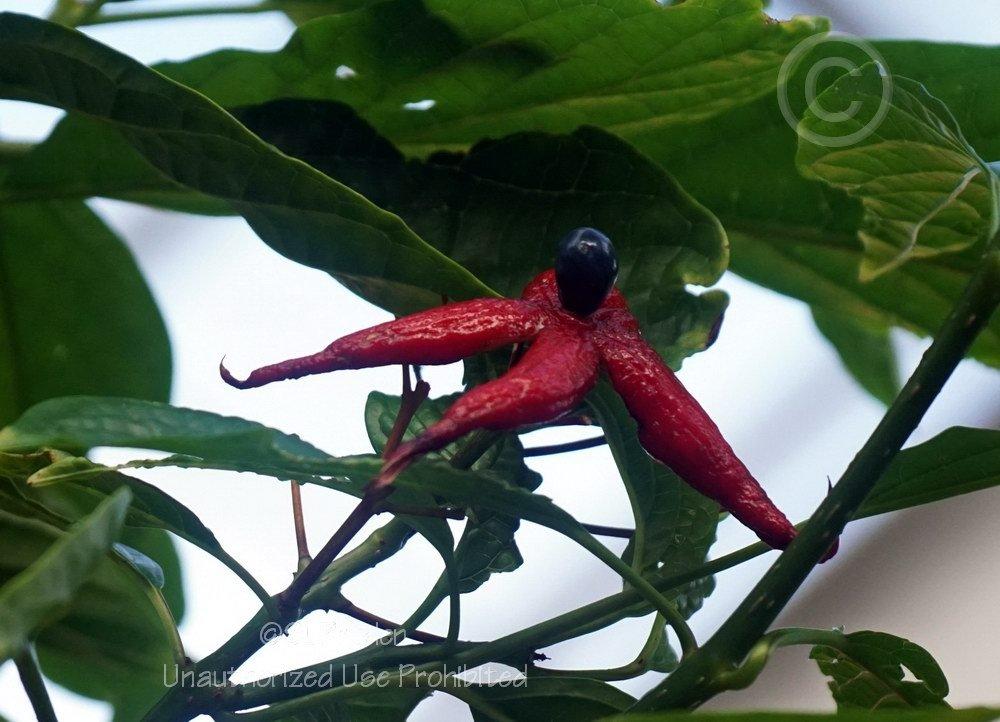 Photo of Fountain Clerodendrum (Clerodendrum minahassae) uploaded by DaylilySLP