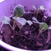 Seedlings with first true leaves.