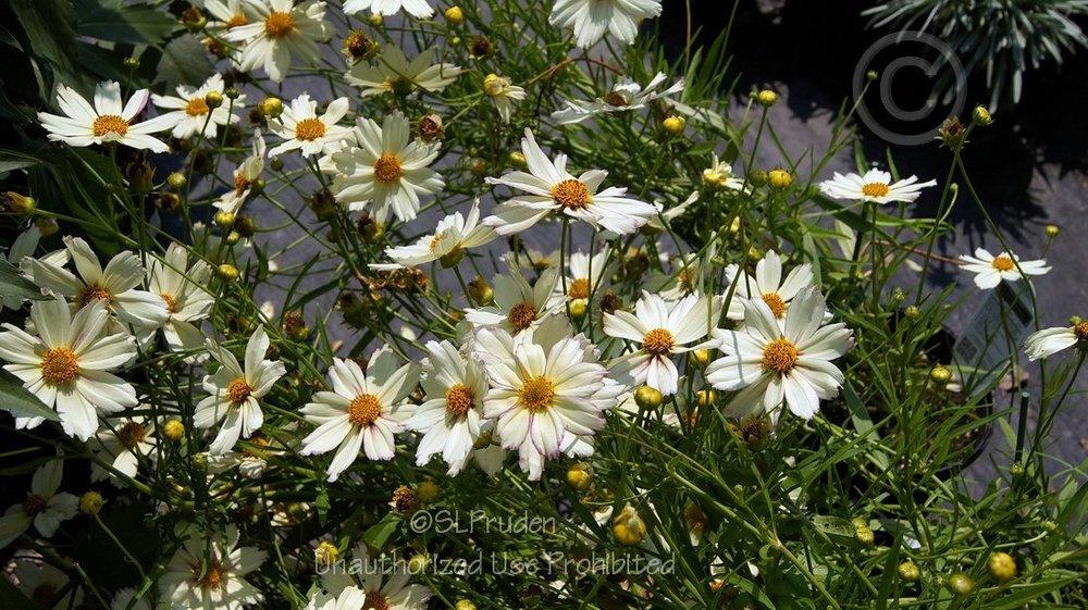 Photo of Tickseed (Coreopsis Big Bang™ Cosmic Evolution) uploaded by DaylilySLP