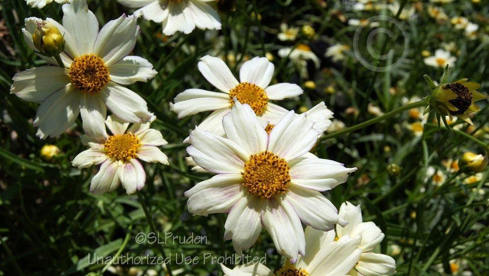 Photo of Tickseed (Coreopsis Big Bang™ Cosmic Evolution) uploaded by DaylilySLP