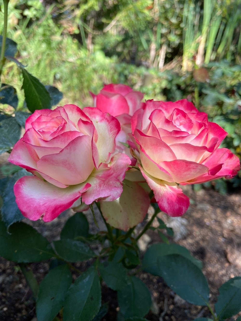 Photo of Rose (Rosa 'Cherry Parfait') uploaded by MargitVienna