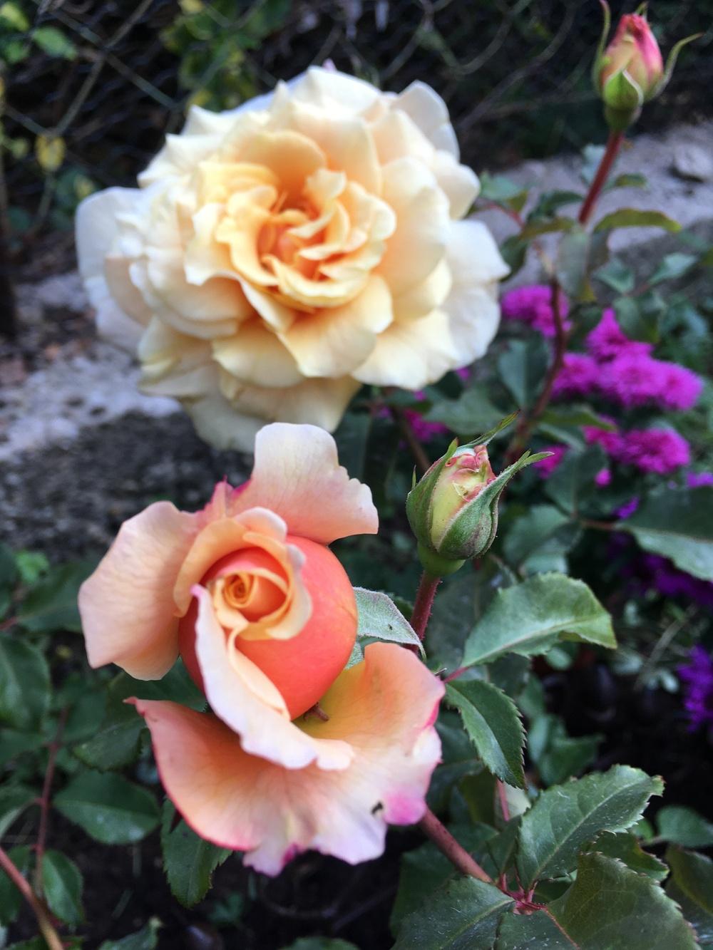 Photo of Rose (Rosa 'Caramella') uploaded by MargitVienna