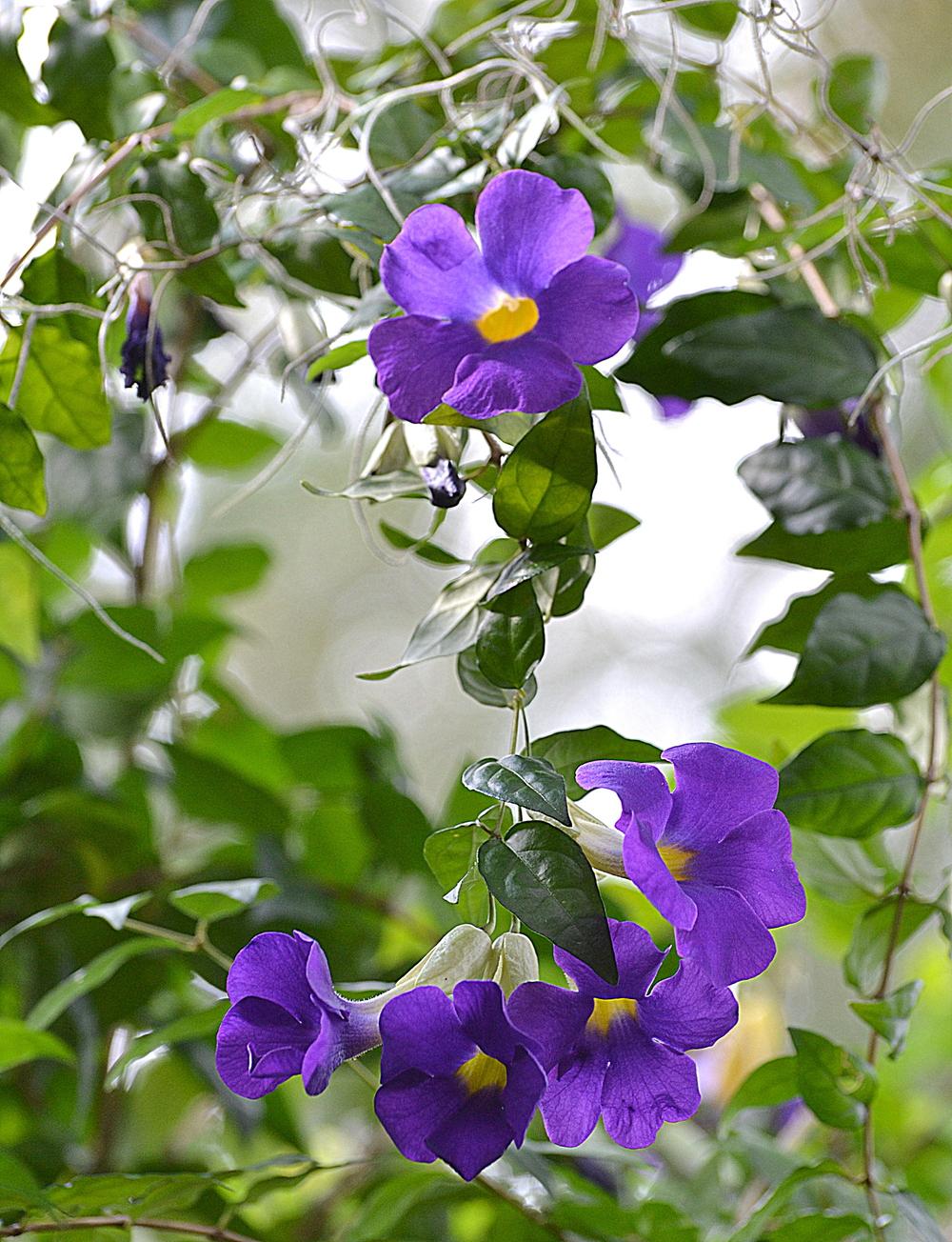 Photo of King's Mantle (Thunbergia erecta) uploaded by sunkissed