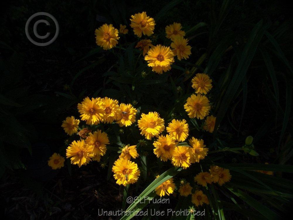Photo of Bigflower Coreopsis (Coreopsis 'Early Sunrise') uploaded by DaylilySLP