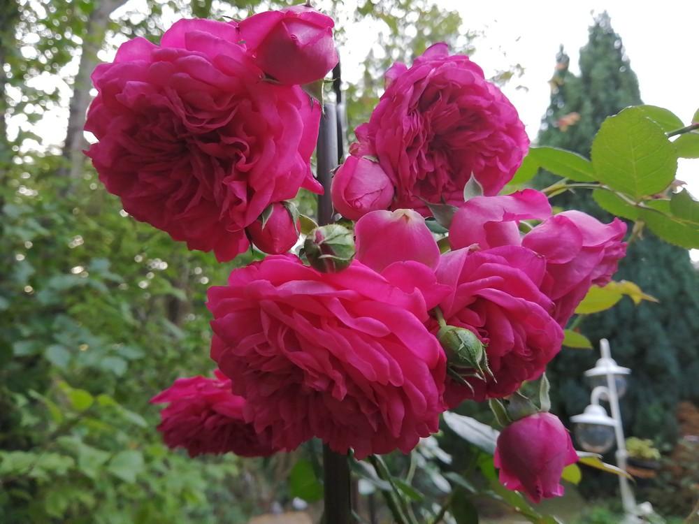 Photo of Rose (Rosa 'Laguna') uploaded by MargitVienna