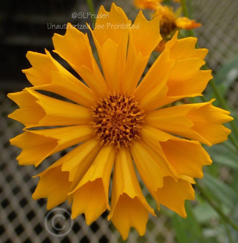 Photo of Tickseed (Coreopsis 'Jethro Tull') uploaded by DaylilySLP