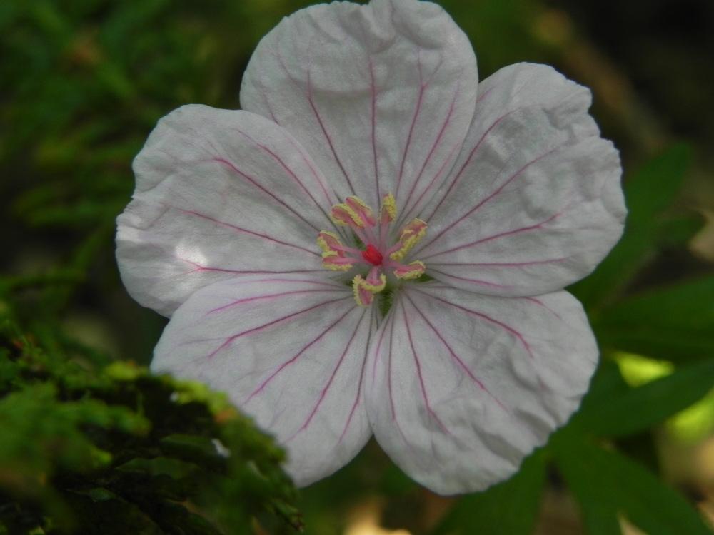 Photo of Hardy Geranium (Geranium sanguineum) uploaded by SL_gardener