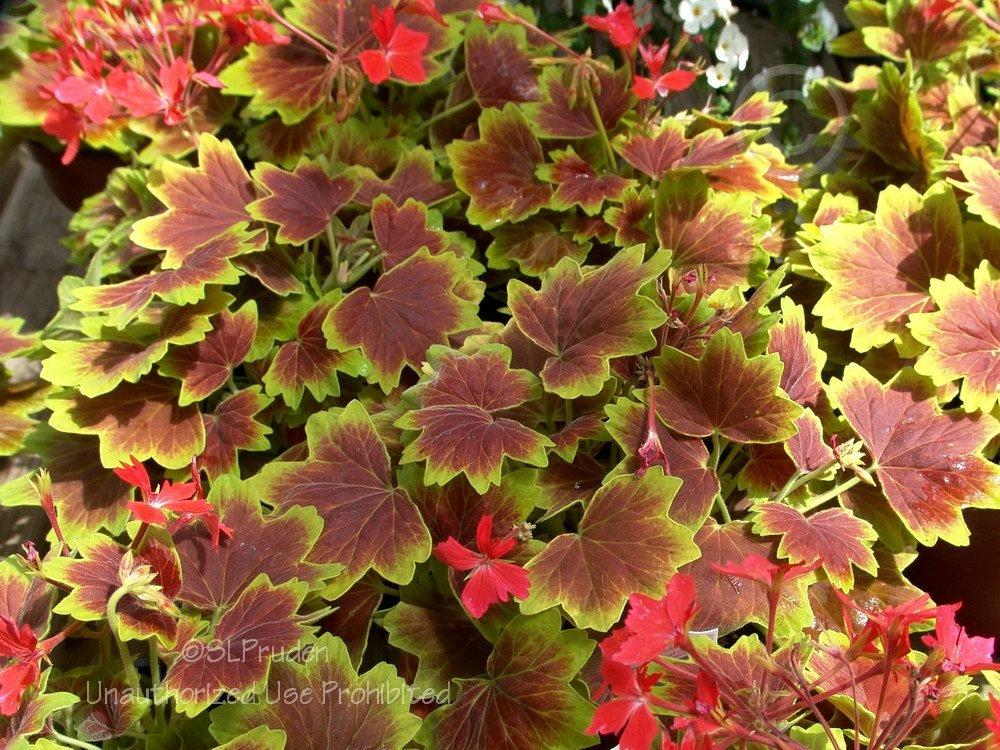 Photo of Zonal Geranium (Pelargonium x hortorum 'Vancouver Centennial') uploaded by DaylilySLP