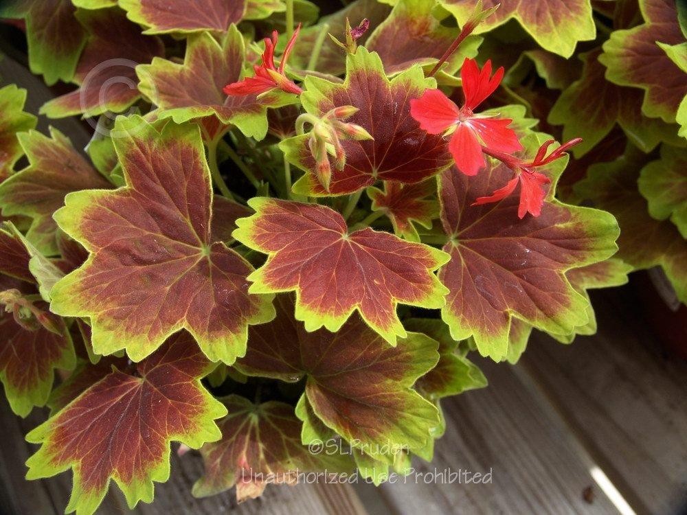 Photo of Zonal Geranium (Pelargonium x hortorum 'Vancouver Centennial') uploaded by DaylilySLP