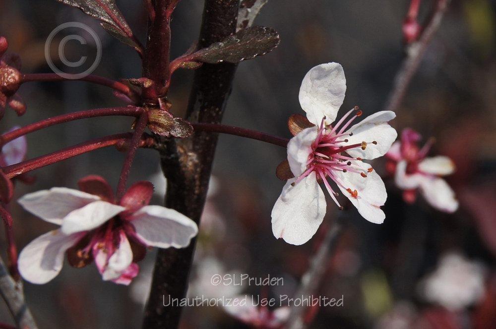 Photo of Purple Leaf Sand Cherry (Prunus x cistena) uploaded by DaylilySLP