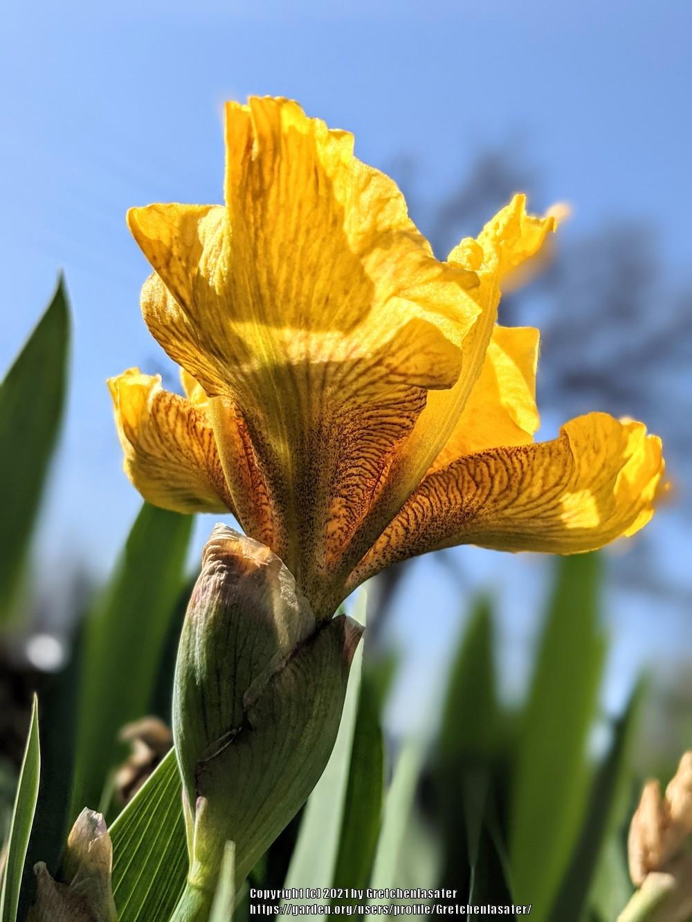 Photo of Border Bearded Iris (Iris 'Baby Bengal') uploaded by Gretchenlasater