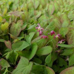 Location: Frelinghuysen Arboretum
Date: 2018-05-06
This epimedium will grow over the still blooming flowers.