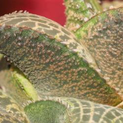 Location: Baja California
Date: 2021-03-06
Lower leaf surface covered with small bumps (brown with stress)
