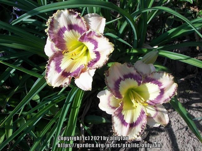 Photo of Daylily (Hemerocallis 'Faberge Easter') uploaded by alilyfan